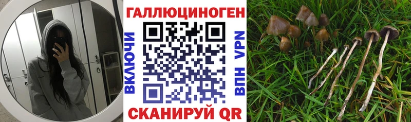 blacksprut tor  Оха  Галлюциногенные грибы Cubensis 